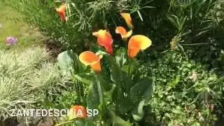 Zantedeschia sp. Garden Center online Costa Brava - Girona.