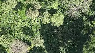 Cardamom Hills, Perriyar, Idukki, Kerala