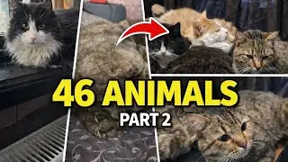 Life With 46 Animals | Chaos at Home & Meet the Residents (Part 2)