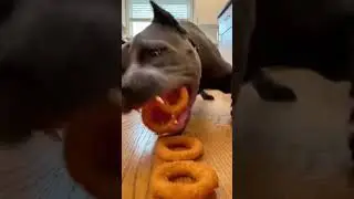 doglovers #funnydogs #pitbullsoftiktok #