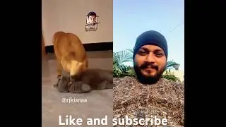 Funny video of the week🤣#viral #shortsfeed #funnymemes #comedy #comedy #dog #funny #youtubefeed