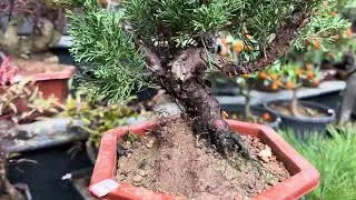 #bonsai#tùng nhật,thông đen,phong,thông xù,dt 0973 446 313 tối 2/2/2026