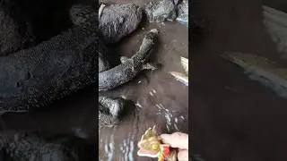 HOW TO CATCHING SNAKEHEAD FISH,beautiful snakehead- SNAKEHEAD FISH #shorts #fish #channa #viralvideo