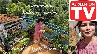 My Balcony Garden in Amsterdam as recently seen on Gardeners World | What am I growing this Summer?