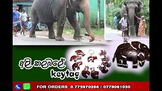 අලි කලබලේ,,😍😍😍 Elephant lovers  key tags
