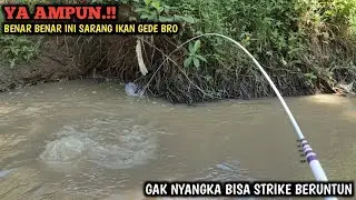 GAK NYANGKA.!! MANCING DI SUNGAI KECIL DAPAT IKAN SEBESAR INI || STRIKE BERTUBI TUBI IKAN BABON