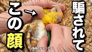 おやつ柄のブランケットに騙されたインコの表情がこちらですww【シロハラインコ】