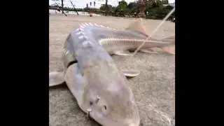 California sturgeon slaying in the nor cal delta