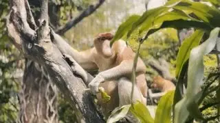 Allomothering in captive Proboscis Monkeys | Singapore Zoo