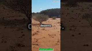 Meet the Thorny Devil: Nature&rsquo;s Spiky Survivor! #facts #explore #animals #travel #thornydevil