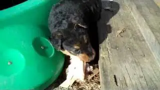 Airedale Puppies Eating Chicken