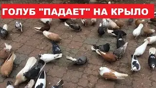Весна с праздником... Если голуб 