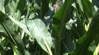 TPS Lab presents Field Reports - Part 3 Silage Corn: More Than Expected