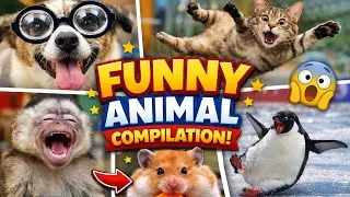 You Will Laugh at These Funny Animals 🤣