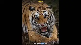 Tiger Stripes: The Secret Behind Their Unique Patterns!