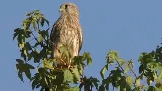 NATURE OBSERVED: The Story of Oswald the Falcon (2022)
