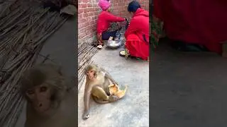 Babu eating chapati new funny video 😂 #monkeyclip #funnyvideos #funnymonky #cute