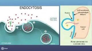 GN 701 Lipofection Molecular Genetics Transfection Technique