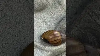 Wait till the end to find out what this snail is doing on a statue&hellip;