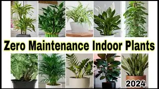 Best Low Maintenance Indoor Plants India | Indoor Plants for Beginners | Best Indoor Plants for Home