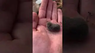 Cute Shrew Hiding in Hand!