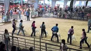 Team GCP- 2024 RGVLS Intermediate Market Goat Showmanship 03/14/24