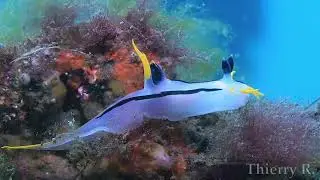 Polycera capensis, Sydney, Australia