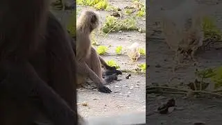 Majedar vlog 
