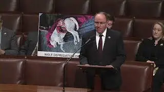 Tom Tiffany: Let's Stop the Slaughter of Pets and Livestock and Delist the Gray Wolf