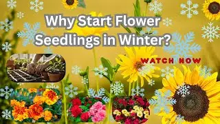 What's the BEST Time to Start Flower Seedlings During WINTER? #SeedStarting #WinterGardening