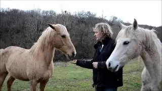Association Cheval Affaires dans le Tarn