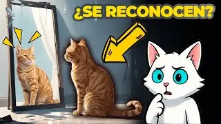 Lo que tu GATO ve realmente en el espejo (No eres tú)