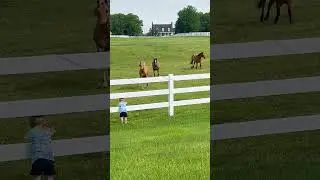 All hail king of the horses! 🐴👑🤣
