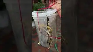 Air layer Fig Tree with garden soil (4 weeks)