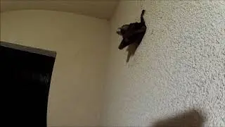 Fruit bat on the wall | Small flying-fox hanging around | Flying mouse outside but its cold