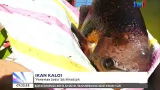 IKAN KALOI – PENEMAN SETIA SITI KHADIJAH [7 JULAI 2018]