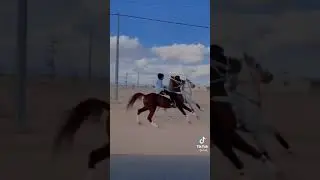 Check This Beautiful Horse