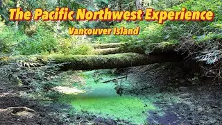 The Pacific Northwest Experience walking Through Old Growth Douglas Fir.