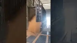 Containerized wheat unloaded into warehouse