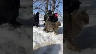 Deurbanization. Black brahma. Чёрная брама.
