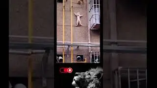 Superkatzen gesucht NICHT LACHEN