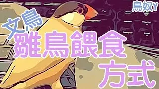 【鳥奴Y】文鳥餵食方式