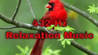 432 hz - Birds sound and images - Sounds of Nature - Relaxation Music