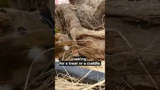 Why Do Guinea Pigs Squeak? | Fun Pet Facts | Total Pet Tales