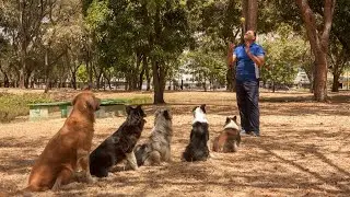 Golden Retriever vs German Shepherd - Which Breed Is Right for You?