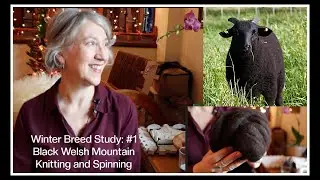 Winter Breed Study No. 1 Black Welsh Mountain|Knitting|Spinning