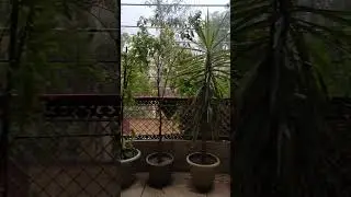 #RainyEvening #kalki #NatureVibes #PeacefulMoments #CalmAndSerene #RainyDays #EveningChill