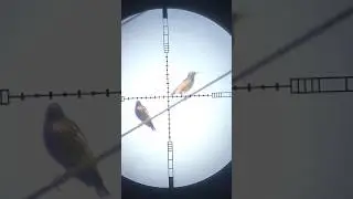 Starlings Hunt #pcp #birds #pcphunters #hunting #dovehunt #birdhunting #pigeon #birdhunter