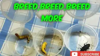 SUPERWORM FARMING:BREED,BREED,BREED MORE SUPERWORM!!!