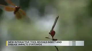 Interactive map reveals insect, disease impacted areas in New Mexico forests
